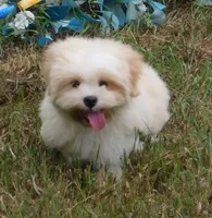 Buzz, a male Lhasa Apso for sale in Madison, SD – 1 of 10