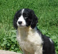 Mora , a female English Springer Spaniel for sale in Madison, SD – 5 of 5
