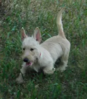 Betsy, a female Scottish Terrier for sale in Madison, SD – 5 of 10