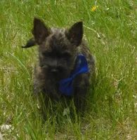 Chucky, a male Cairn Terrier for sale in Madison, SD – 3 of 7