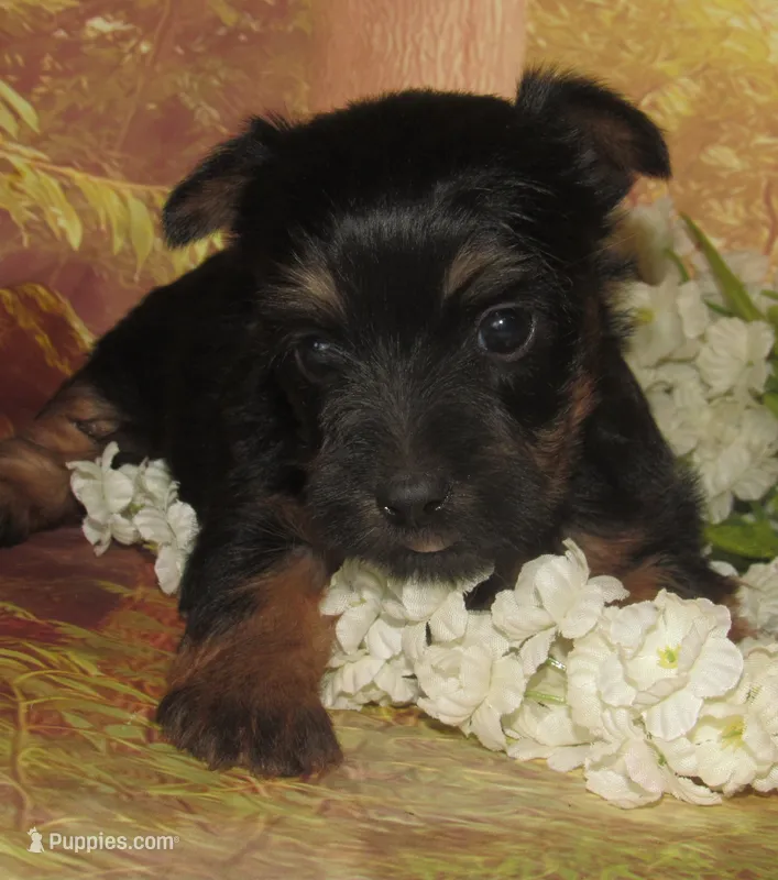 Holly – Silky Terrier puppy for sale in Madison, SD