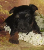 Holly, a female Silky Terrier for sale in Madison, SD – 1 of 5