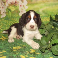 Walter, a male English Springer Spaniel for sale in Madison, SD – Photo 2 of 5