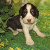 Walter, a male English Springer Spaniel for sale in Madison, SD – Photo 4 of 5
