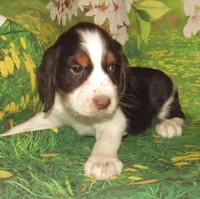 Walter, a male English Springer Spaniel for sale in Madison, SD – Photo 3 of 5