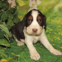 Walter, a male English Springer Spaniel for sale in Madison, SD – Photo 5 of 5