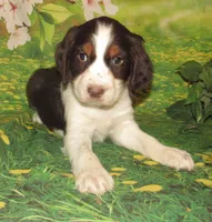 Walter, a male English Springer Spaniel for sale in Madison, SD – Photo 1 of 5
