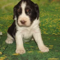 Sylvia, a female English Springer Spaniel for sale in Madison, SD – 2 of 4