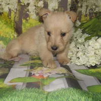 Beverly, a female Scottish Terrier for sale in Madison, SD – 2 of 3