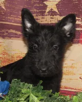 Bennett, a male Scottish Terrier for sale in Madison, SD – 2 of 9