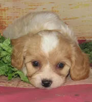 Cecil, a male Cavachon for sale in Madison, SD – 2 of 4