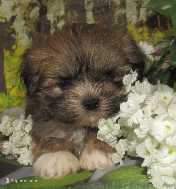 Fancy – Lhasa Apso puppy for sale in Madison, SD