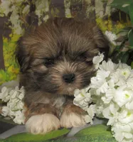 Fancy, a female Lhasa Apso for sale in Madison, SD – 2 of 8