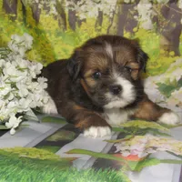 Joy, a female Lhasa Apso for sale in Madison, SD – 3 of 5