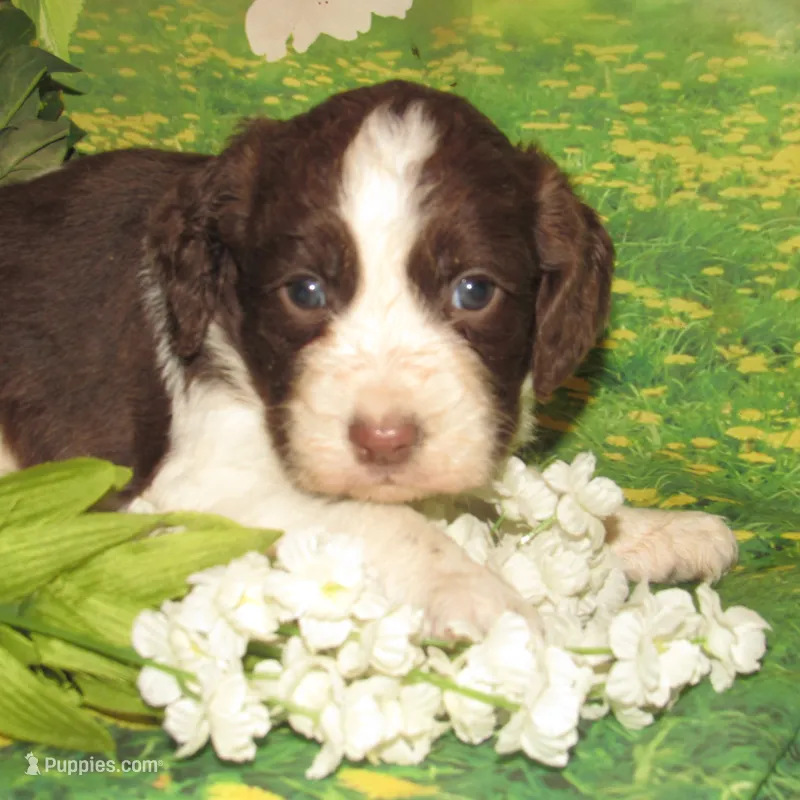 Sandy – English Springer Spaniel puppy for sale in Madison, SD