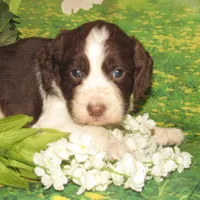 Sandy, a female English Springer Spaniel for sale in Madison, SD – 1 of 6