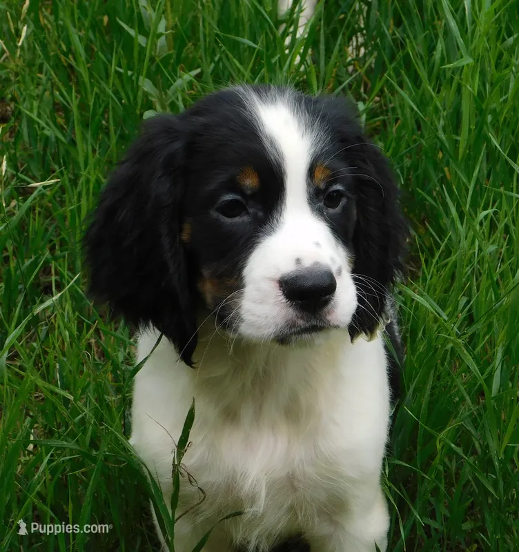 Scrappy – English Springer Spaniel puppy for sale in Madison, SD