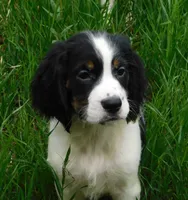 Scrappy, a male English Springer Spaniel for sale in Madison, SD – 1 of 7