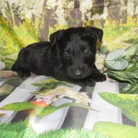 Bennett, a male Scottish Terrier for sale in Madison, SD – 3 of 3
