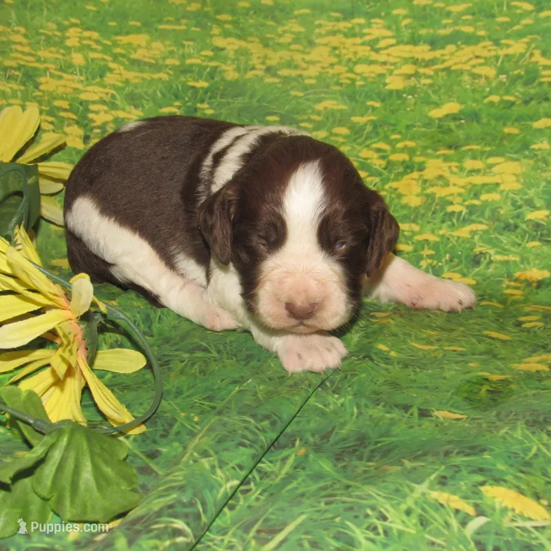 Sandy – English Springer Spaniel puppy for sale in Madison, SD