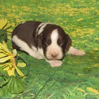 Sandy, a female English Springer Spaniel for sale in Madison, SD – Photo 1 of 4