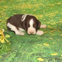 Sandy, a female English Springer Spaniel for sale in Madison, SD – Photo 4 of 4
