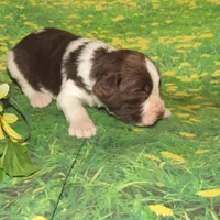 Sandy, a female English Springer Spaniel for sale in Madison, SD – Photo 3 of 4