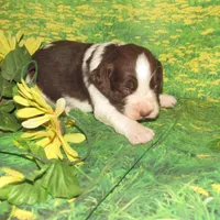 Sandy, a female English Springer Spaniel for sale in Madison, SD – Photo 2 of 4