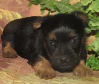 Hudson, a male Silky Terrier for sale in Madison, SD – 2 of 5