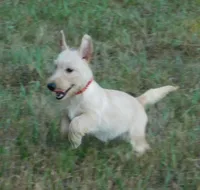 Betsy, a female Scottish Terrier for sale in Madison, SD – 3 of 10