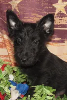 Bennett, a male Scottish Terrier for sale in Madison, SD – 3 of 9