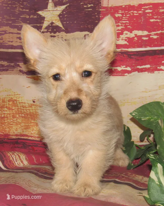 Beverly – Scottish Terrier puppy for sale in Madison, SD