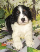 Shirley, a female English Springer Spaniel for sale in Madison, SD – 3 of 7
