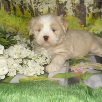 Baby, a female Lhasa Apso for sale in Madison, SD – 3 of 6