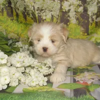 Baby, a female Lhasa Apso for sale in Madison, SD – 2 of 6