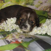 Joy, a female Lhasa Apso for sale in Madison, SD – 5 of 5