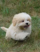 Buzz, a male Lhasa Apso for sale in Madison, SD – 4 of 10