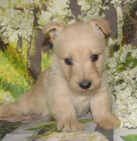 Betsy, a female Scottish Terrier for sale in Madison, SD – 7 of 8