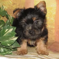 Hudson, a male Silky Terrier for sale in Madison, SD – 2 of 8
