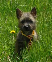 Adam, a male Cairn Terrier for sale in Madison, SD – 2 of 4