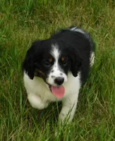 Shirley, a female English Springer Spaniel for sale in Madison, SD – 4 of 10