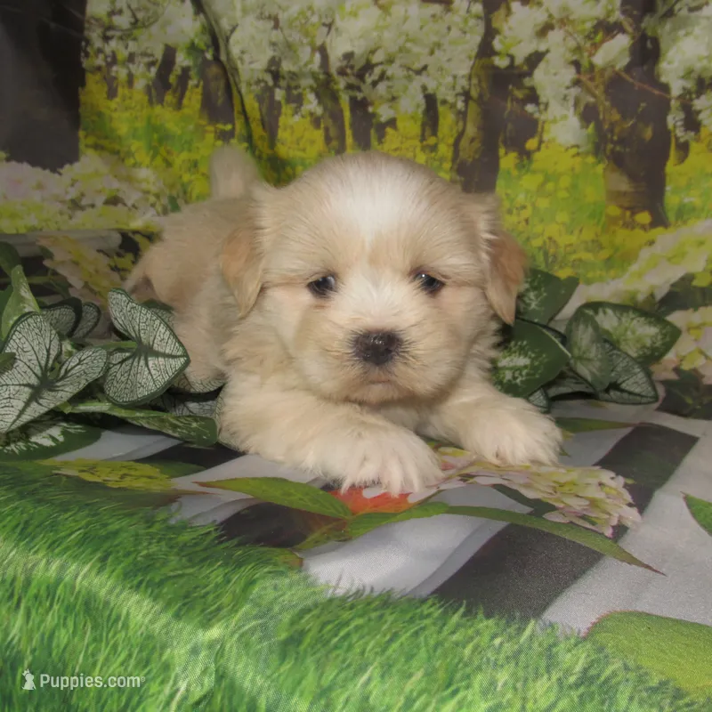 Buzz – Lhasa Apso puppy for sale in Madison, SD