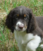 Sammy, a male English Springer Spaniel for sale in Madison, SD – 4 of 8