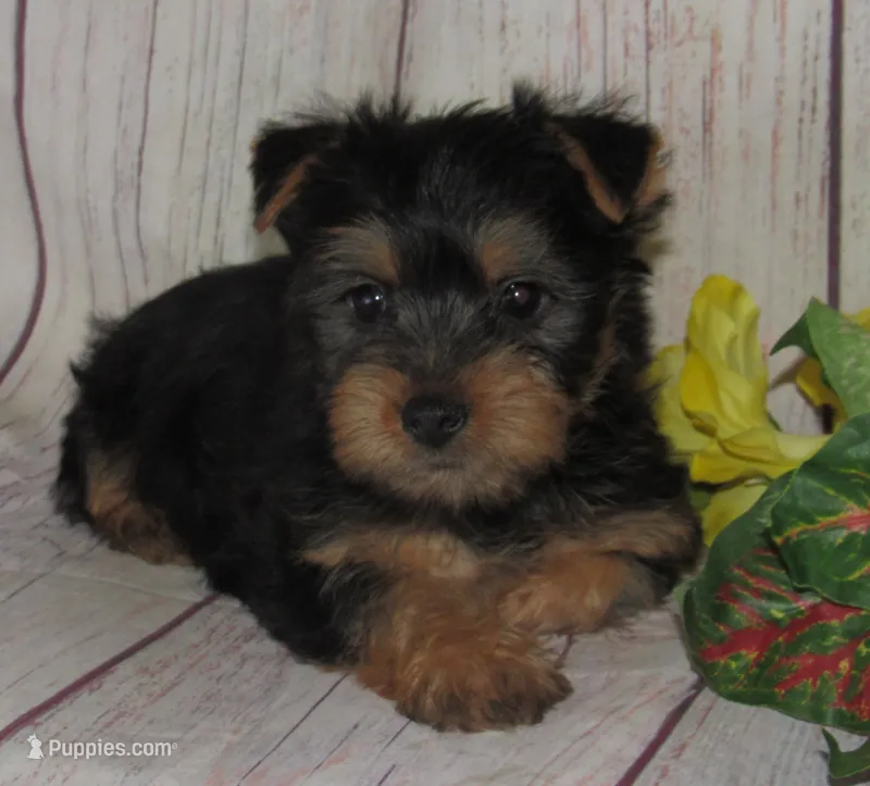 June Bug – Silky Terrier puppy for sale in Madison, SD