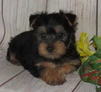 June Bug, a female Silky Terrier for sale in Madison, SD – 7 of 10