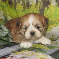 Freddy, a male Lhasa Apso for sale in Madison, SD – 1 of 3