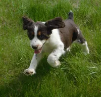Walter, a male English Springer Spaniel for sale in Madison, SD – 5 of 10