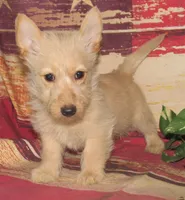 Beverly, a female Scottish Terrier for sale in Madison, SD – 2 of 7