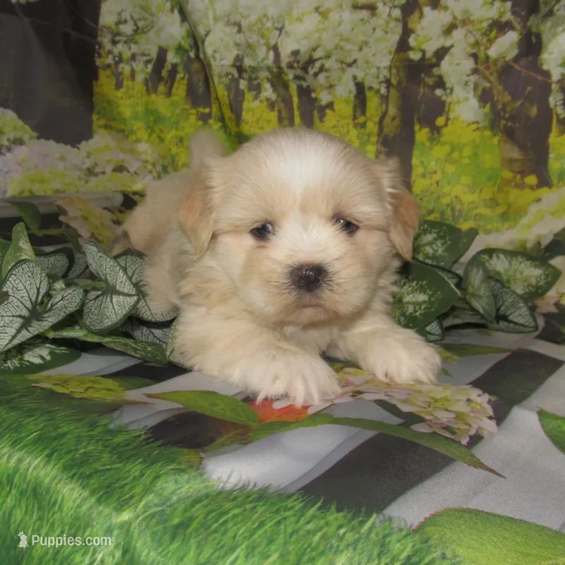 Buzz – Lhasa Apso puppy for sale in Madison, SD