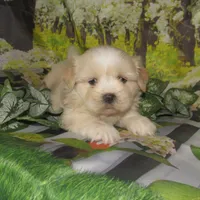 Buzz, a male Lhasa Apso for sale in Madison, SD – 2 of 5